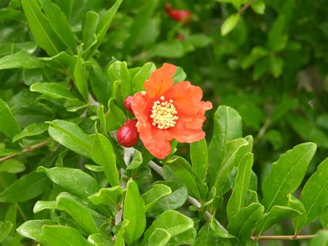 Xtremehorticulture of the Desert: Flowers Produced Late on Pomegranate