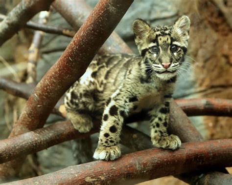 Clouded Leopards And Their Cubs