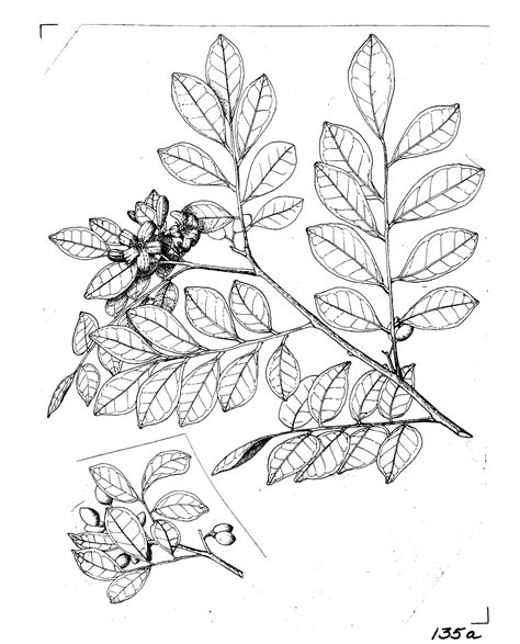 Murraya paniculata - Wikipedia