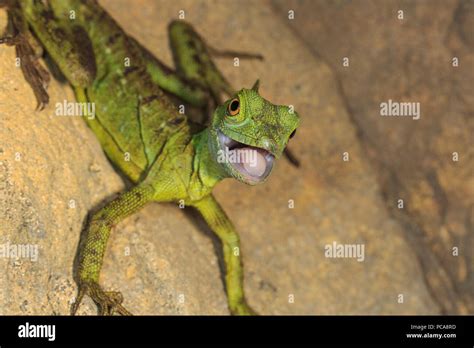 Green basilisk (Basiliscus plumifrons Stock Photo - Alamy