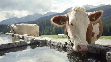 Cow Drinking Water Slow Motion Stock Footage Video (100% Royalty-free ...