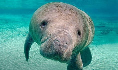 Baby Manatee Wallpapers - Top Free Baby Manatee Backgrounds ...