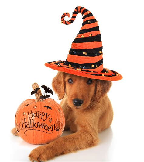 Avoiding a frightful Halloween for your dog | PAWS Animal Rescue