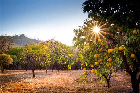 How to Plant and Manage a Citrus Orchard in the Tropics - Dengarden