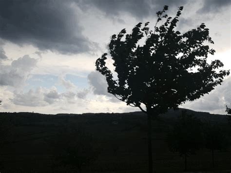 it was quite windy this late afternoon… #original gif #gif on tumblr #windy #tree #gif