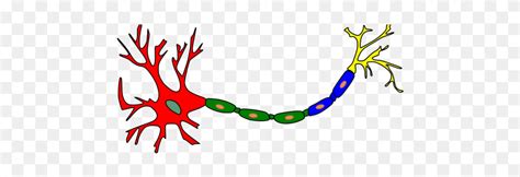 Neuron-colored Png Images - Neuron Clip Art Transparent Png (#5634143 ...