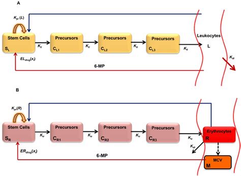 Simplified schematics of the leukopoiesis and erythropoiesis model.... | Download Scientific Diagram