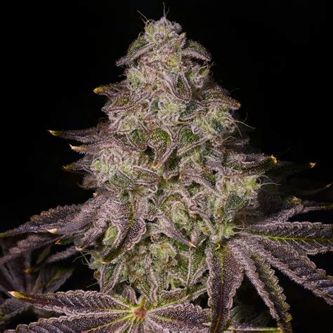 Buy Rainbow Sherbet Strain Seeds | Premium Cultivars