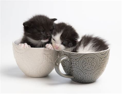 139 Kittens Cups Stock Photos - Free & Royalty-Free Stock Photos from Dreamstime