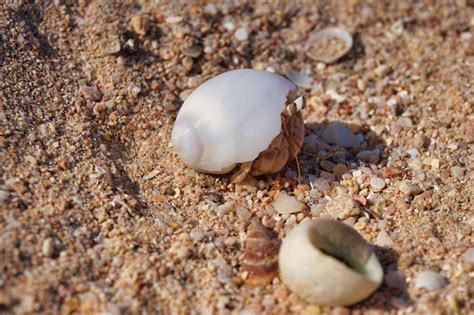 How to Tell If a Hermit Crab Is Dead or Just Molting: 5 Signs to Look For | Pet Keen