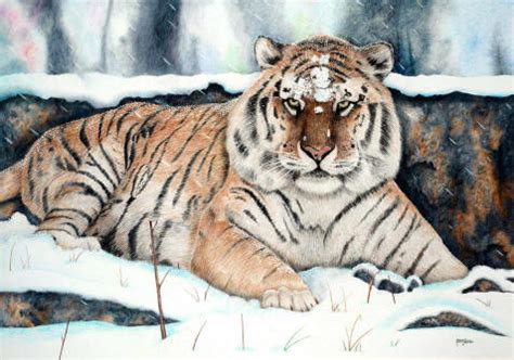 Siberian Tiger Drawing at GetDrawings | Free download