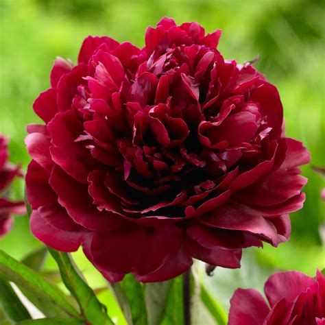 Peony Black Beauty - Longfield Gardens | Planting peonies, Flowers photography peonies, Peonies ...