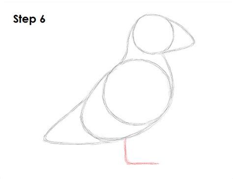 How to Draw a Puffin