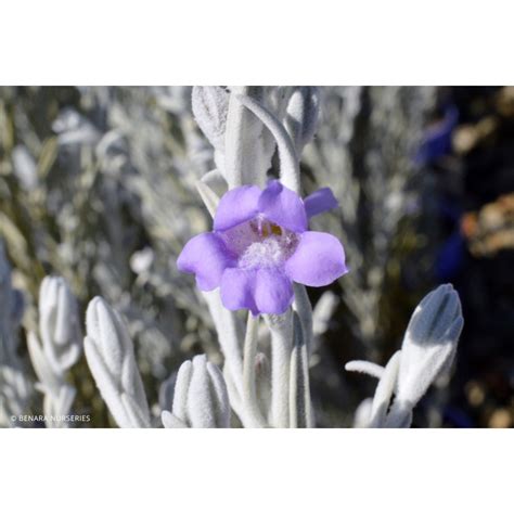 Eremophila nivea Spring Mist