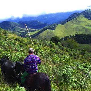 Enzootic hematuria in buffaloes in Brazil. Bladder from Buffalo 1 after ...