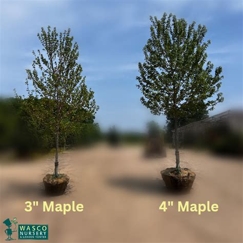 Tree Size Chart - WascoNursery.com