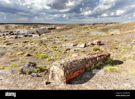 The Crystal Forest in the Petrified Forest National Park in Arizona Stock Photo - Alamy