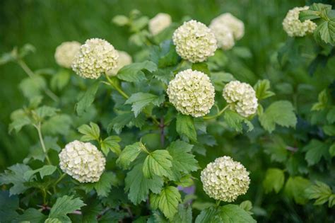 How to Propagate Snowball Bush: A Complete Guide - My Heart Lives Here