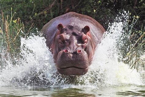 Hopopotamo | Hippopotamus, Animals, Animal pictures