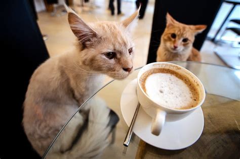 Get a Pop-Up Preview of Houston's First Cat Café | Houstonia