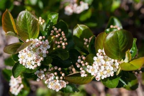 Growing Chokeberries: A Guide To Raising This Delicious Super Fruit