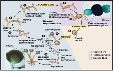 Mucor Life Cycle