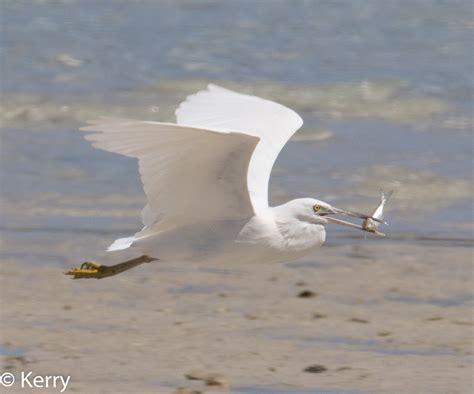 Eastern Reef Egret | Eastern Reef Egret, White morph, flying… | Kazredracer | Flickr