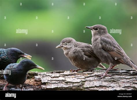 Wild Starling Birds