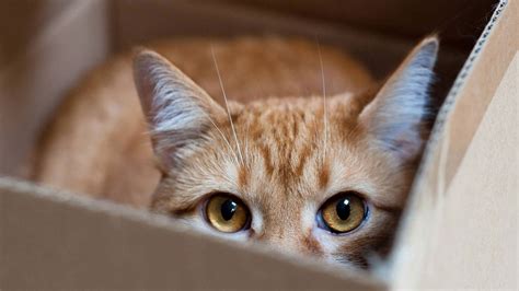 Red Cat hiding in a box wallpapers and images - wallpapers, pictures ...