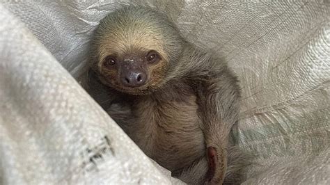 Sloth rescued from electric wires in Colombia