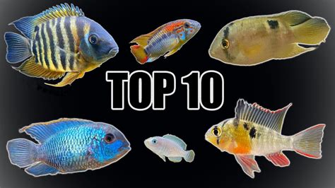 Top 10 Most "Peaceful" Cichlids - YouTube