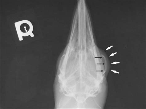 Diagnosis of Retrobulbar Round Cell Neoplasia in a Macaroni Penguin (Eudyptes chrysolophus ...