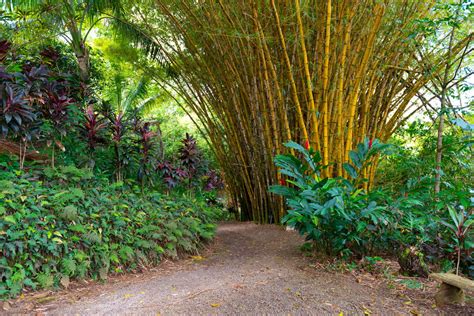 The Different Types of Bamboo You May Have Never Heard About - Gardenerdy