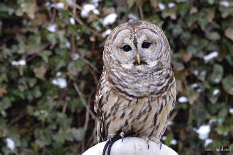 Barred Owl - Cincinnati Zoo & Botanical Garden