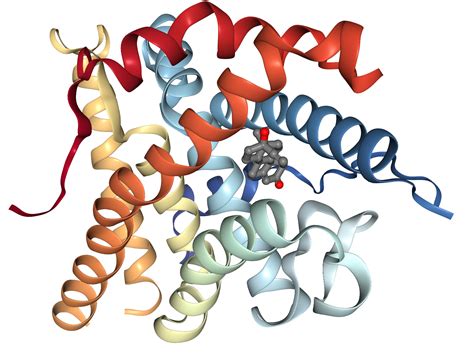 Progesterone receptor Protein Overview | Sino Biological