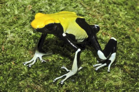 Dendrobates tinctorius - Frogs & Co