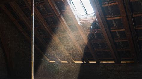 Mold in Attic: Causes, Removal, and More