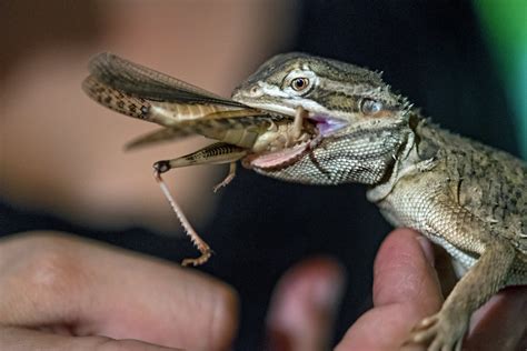 Lizard Eating Insect