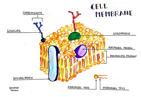 Cell Membrane Structure And Function