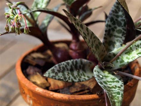 Gorgeous Silver leaf Plants with Purple Flowers - Harvest Indoor