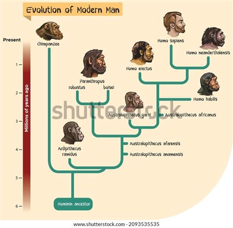 Hominid Photos and Images | Shutterstock