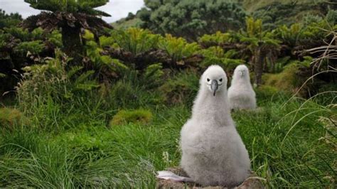 Massive Remote Island To Become One Of The World's Biggest Wildlife Sanctuaries : nature