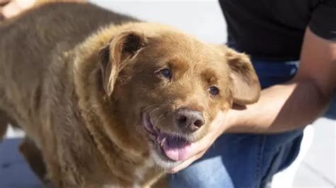 World's oldest dog, Bobi, passes away at an incredible age - His ...