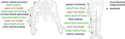 Abdominal Circumference Ultrasound Landmarks