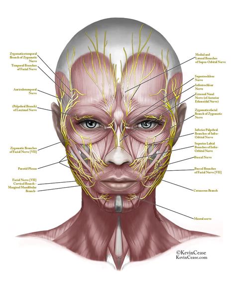 Resultado de imagen de face anatomy | Muscle anatomy, Face anatomy, Facial anatomy