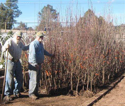 Tips For Planting Bare Root Trees - Best Trees To Plant