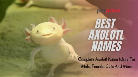 Axolotl Names - Most Adorable and Cute Axolotl Name Ideas - YouTube