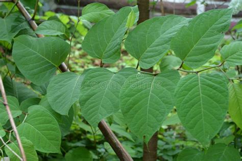 Flowers of Asian Knotweed, Fallopia Japonica.shoots of Japanese Knotweed, Polygonum Cuspidatum ...