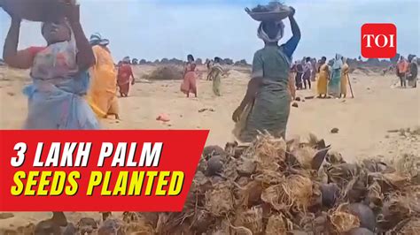 Tamil Nadu: Manangudi women plant 300,000 palm seeds to combat sea ...