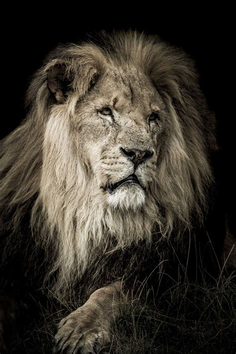 Male Lion Portrait Photography by Ian Le Grand | Saatchi Art